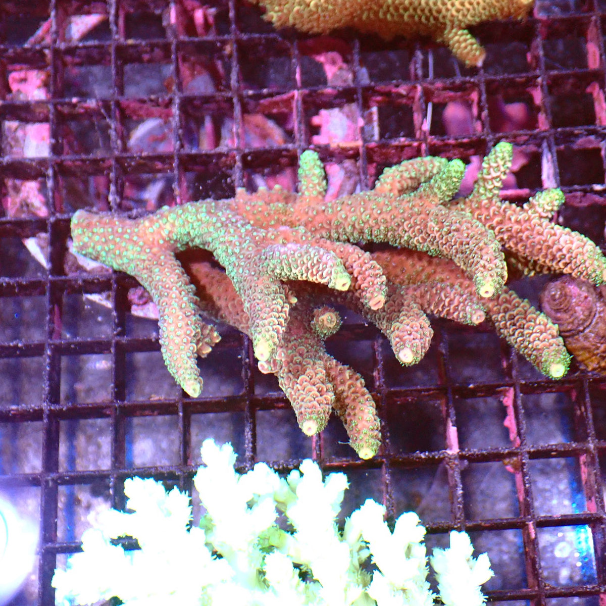 Acropora (SPS) AA032 | Acropora sp. at ← Red Sea 15k