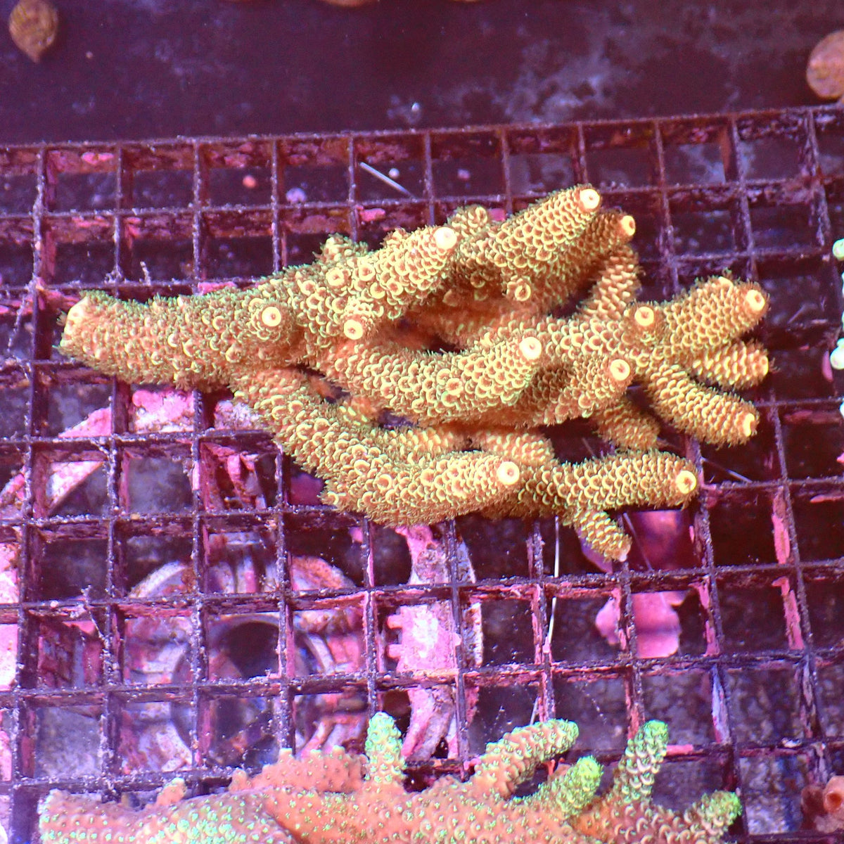 Acropora (SPS) AA033 | Acropora sp. - Red Sea 15K