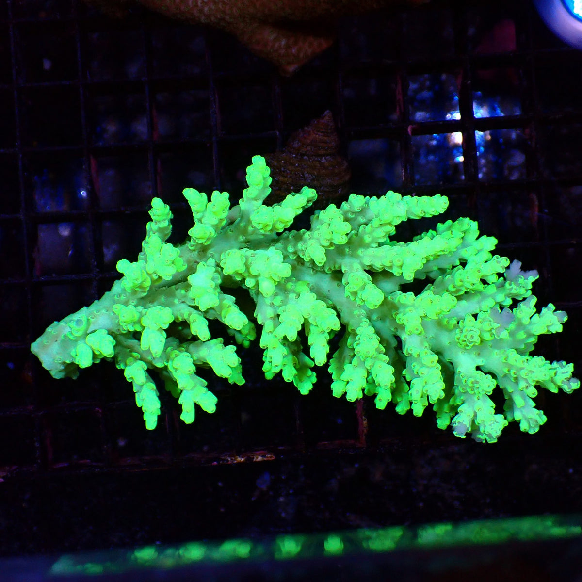 Acropora (SPS) AA034 | Acropora sp. - Red Sea 15K