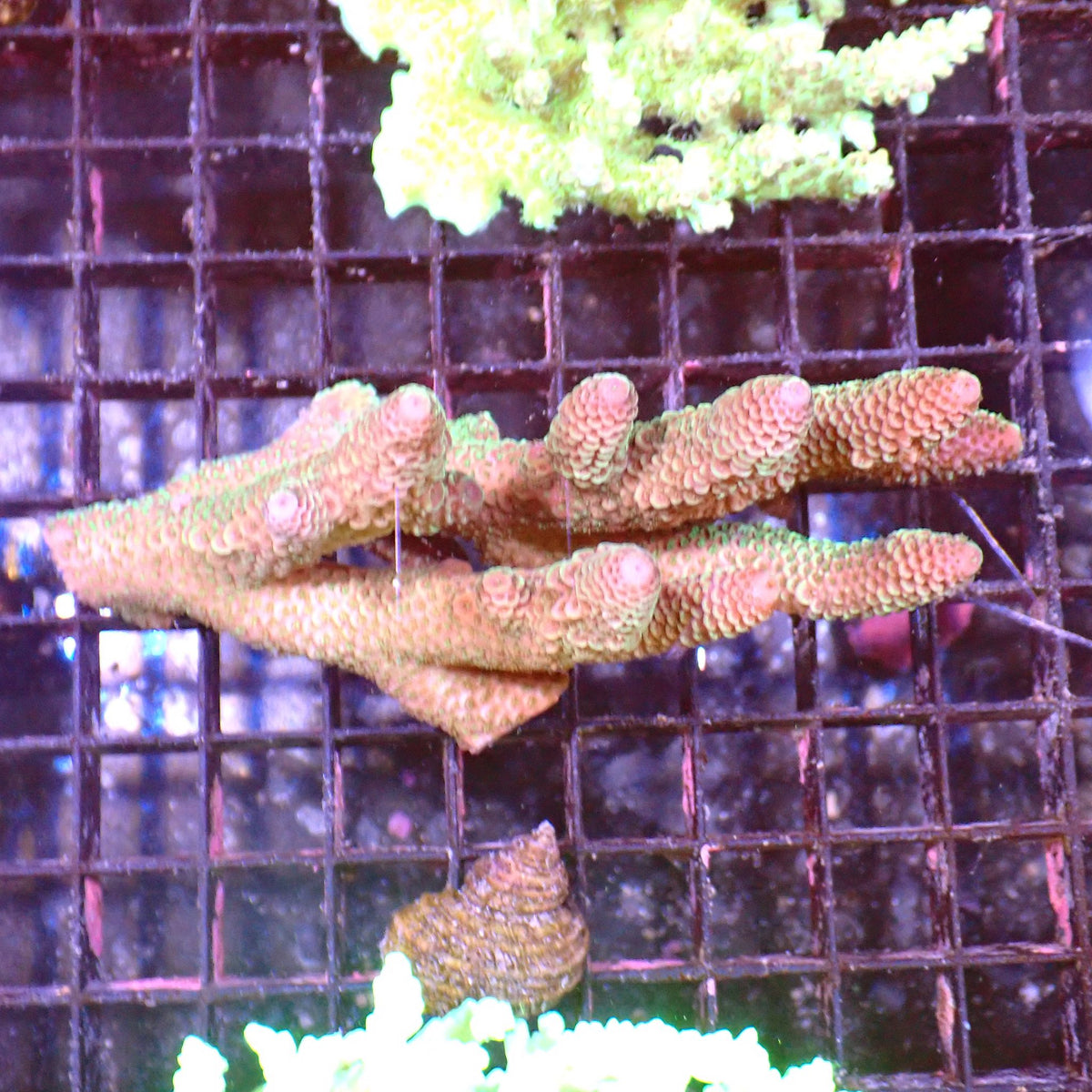 Acropora (SPS) AA035 | Acropora sp. - Red Sea 15K