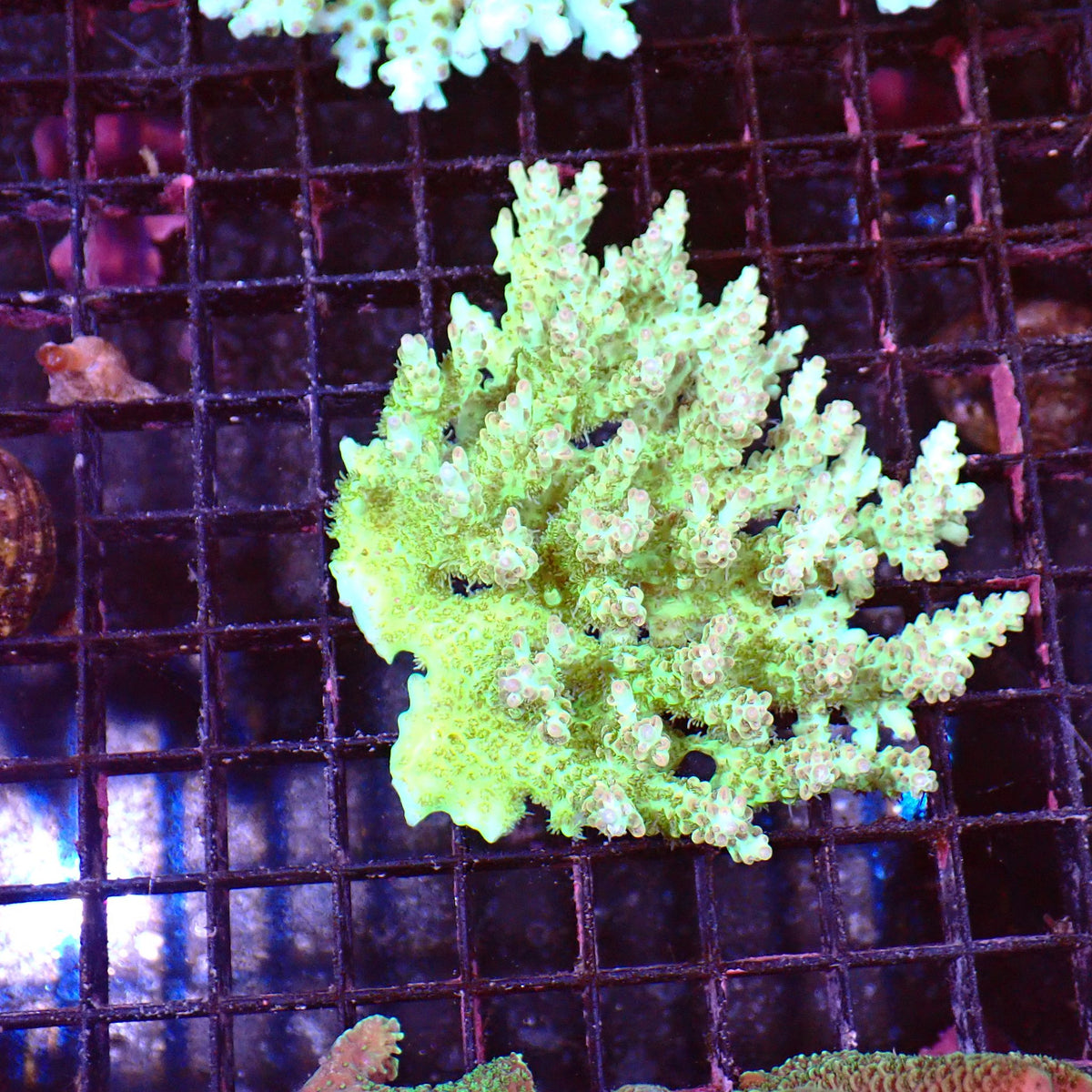 Acropora (SPS) AA036 | Acropora sp. at ← Red Sea 15k