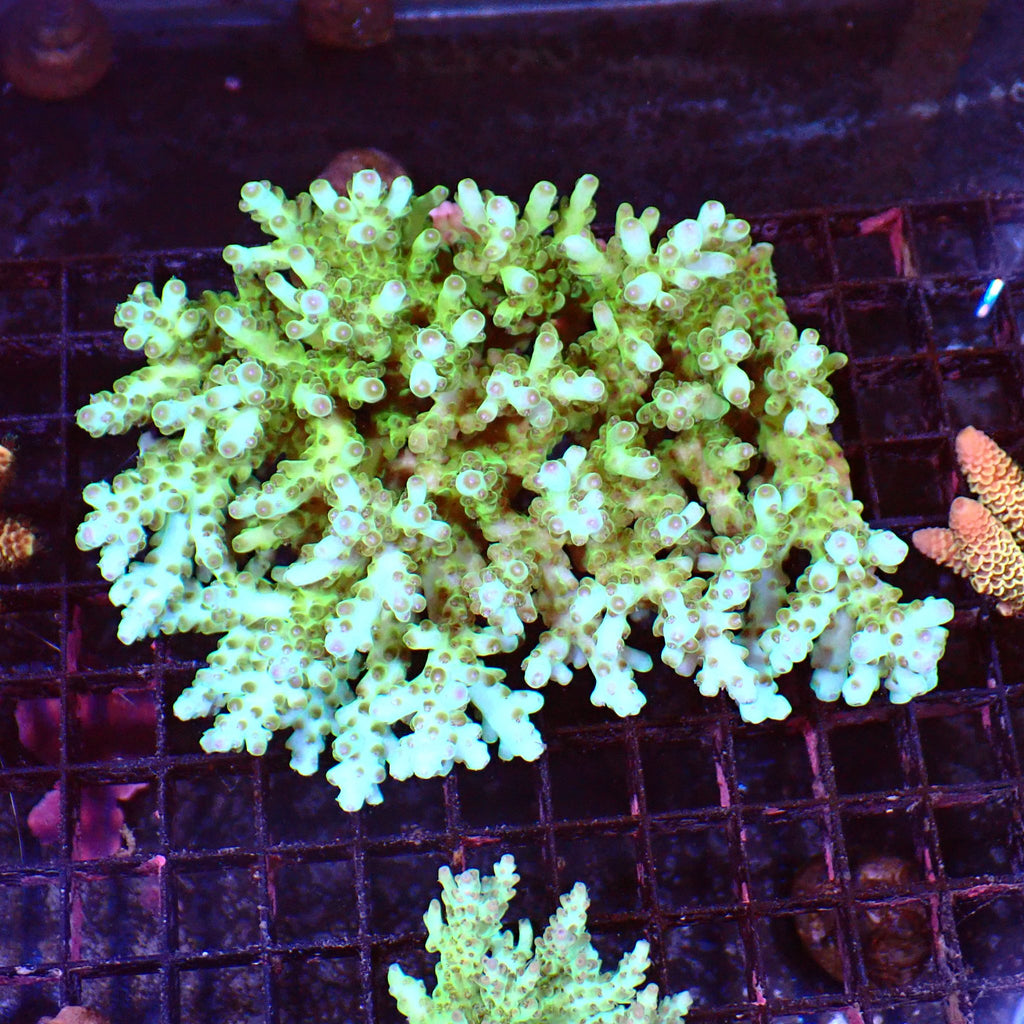 Acropora (SPS) AA037 | Acropora sp. - Red Sea 15K