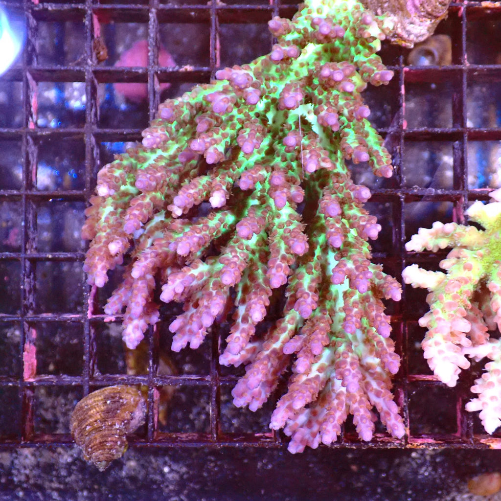 Acropora (SPS) AA038 | Acropora sp. - Red Sea 15K