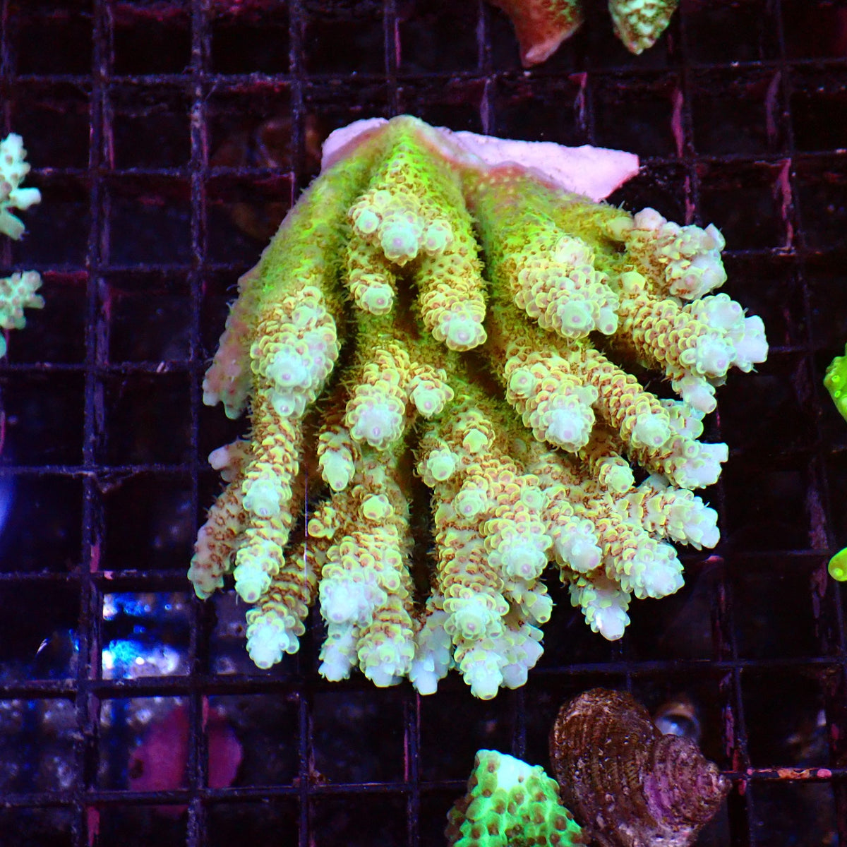 Acropora (SPS) AA039 | Acropora sp. - Red Sea 15K