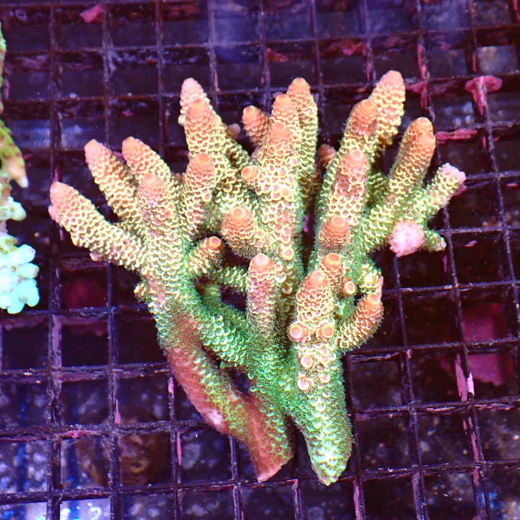 Acropora (SPS) AA040 | Acropora sp. - Red Sea 15K