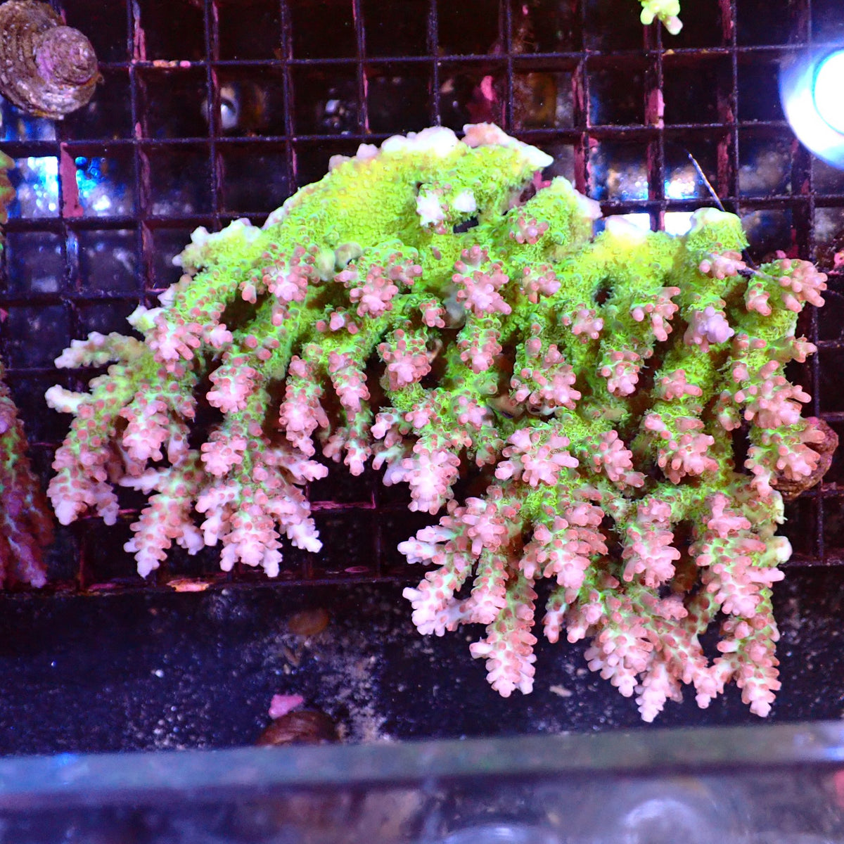 Acropora (SPS) AA041 | Acropora sp. at ← Red Sea 15k