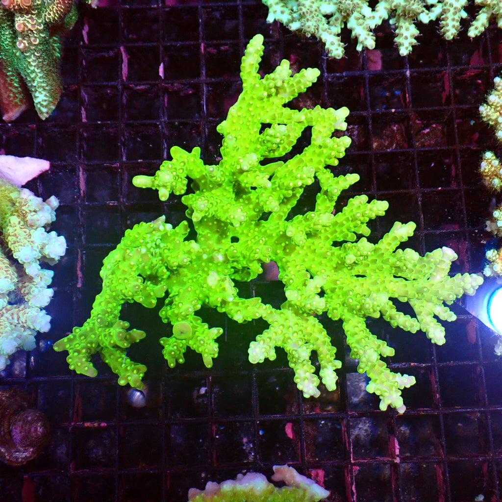 Acropora (SPS) AA042 | Acropora sp. - Red Sea 15K