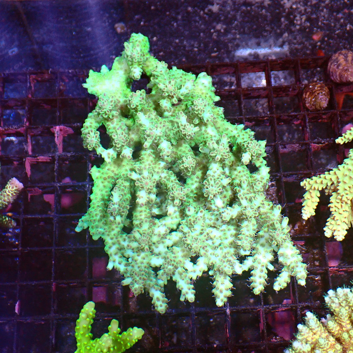 Acropora (SPS) AA043 | Acropora sp. at ← Red Sea 15k