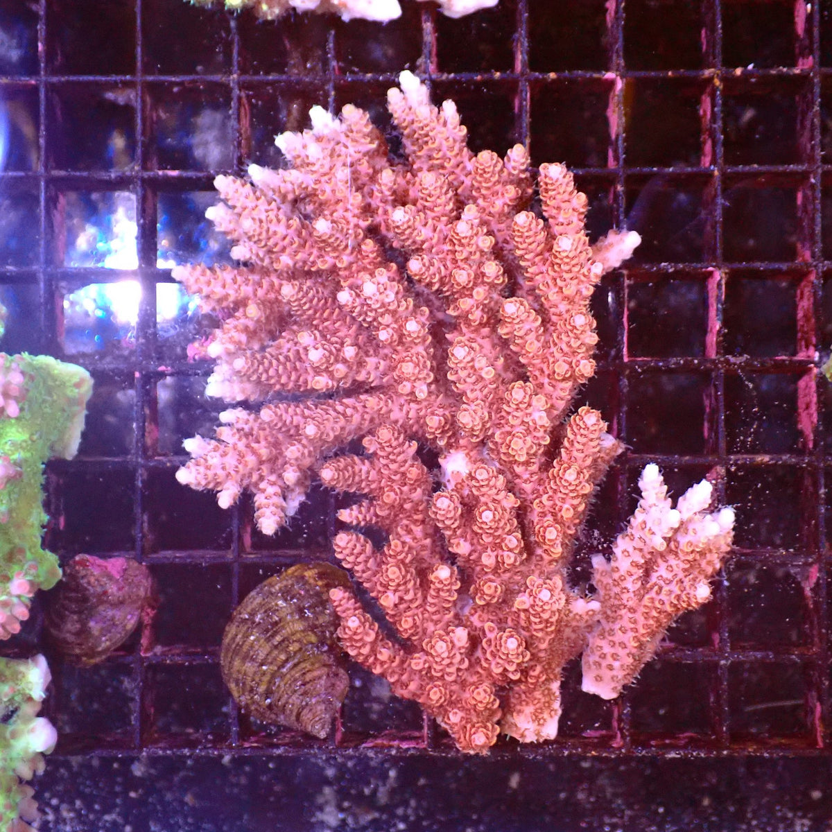 Acropora (SPS) AA044 | Acropora sp. - Red Sea 15K