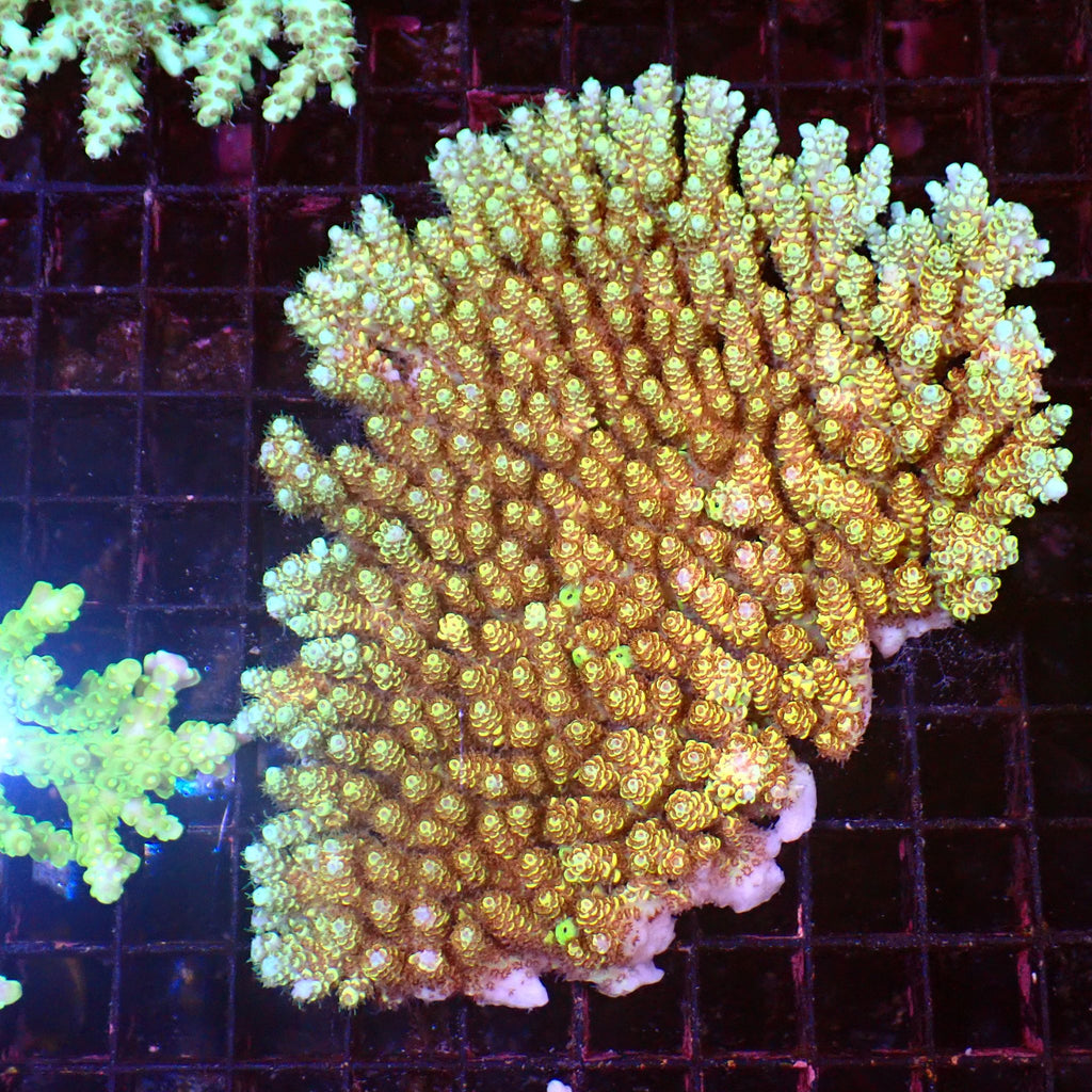 Acropora (SPS) AA045 | Acropora sp. - Red Sea 15K