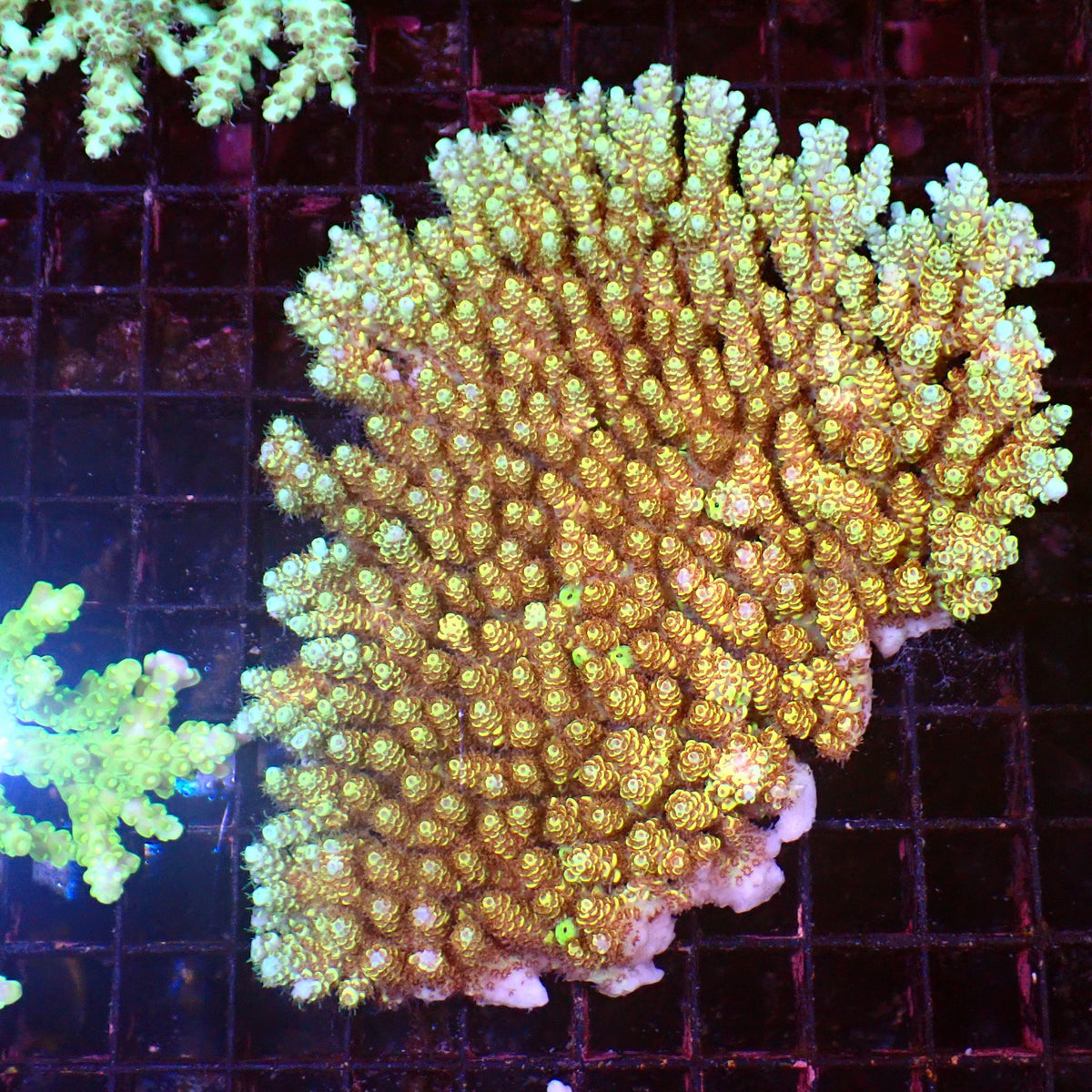 Acropora (SPS) AA045 | Acropora sp. - Red Sea 15K