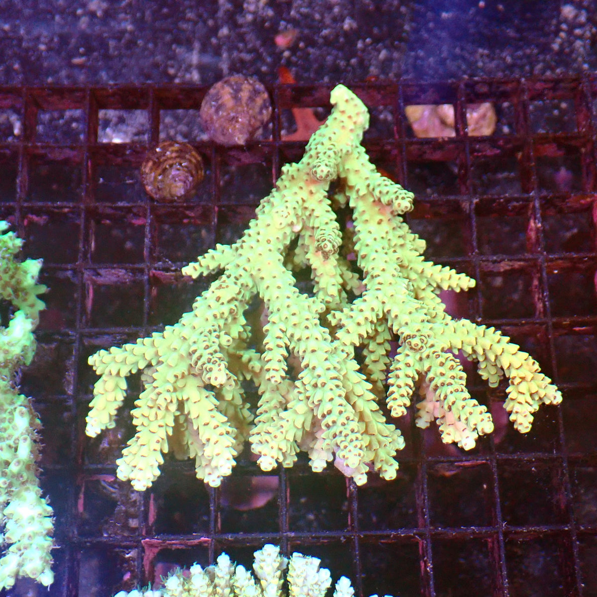 Acropora (SPS) AA046 | Acropora sp. - Red Sea 15K