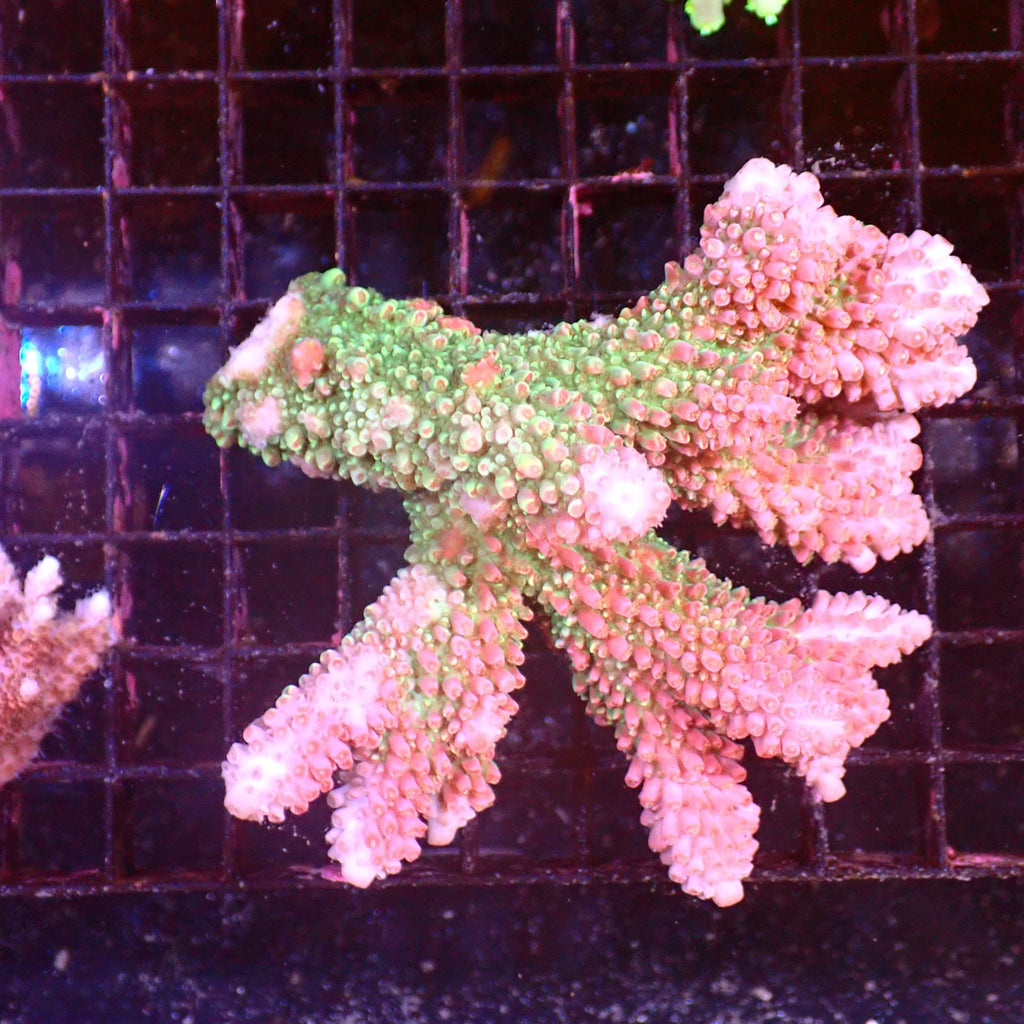 Acropora (SPS) AA047 | Acropora sp. - Red Sea 15K
