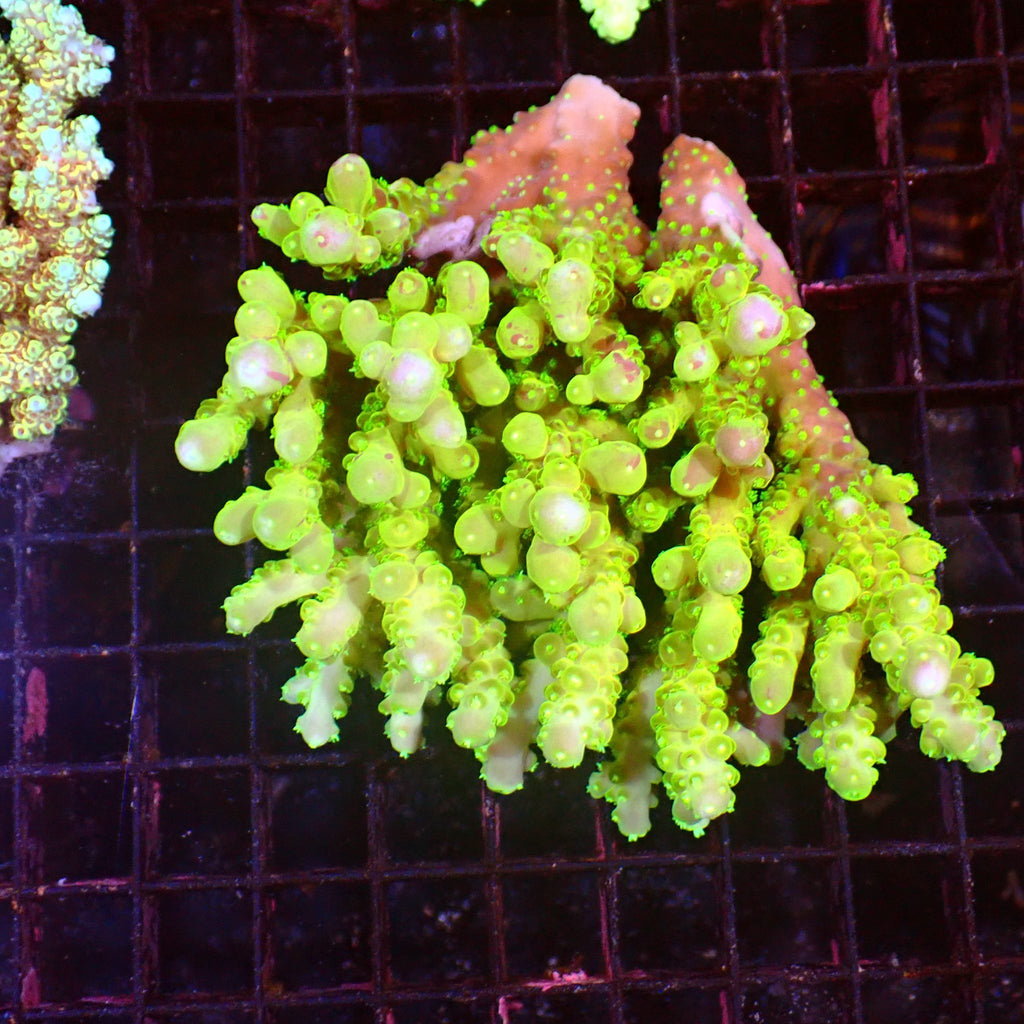 Acropora (SPS) AA048 | Acropora sp. - Red Sea 15K