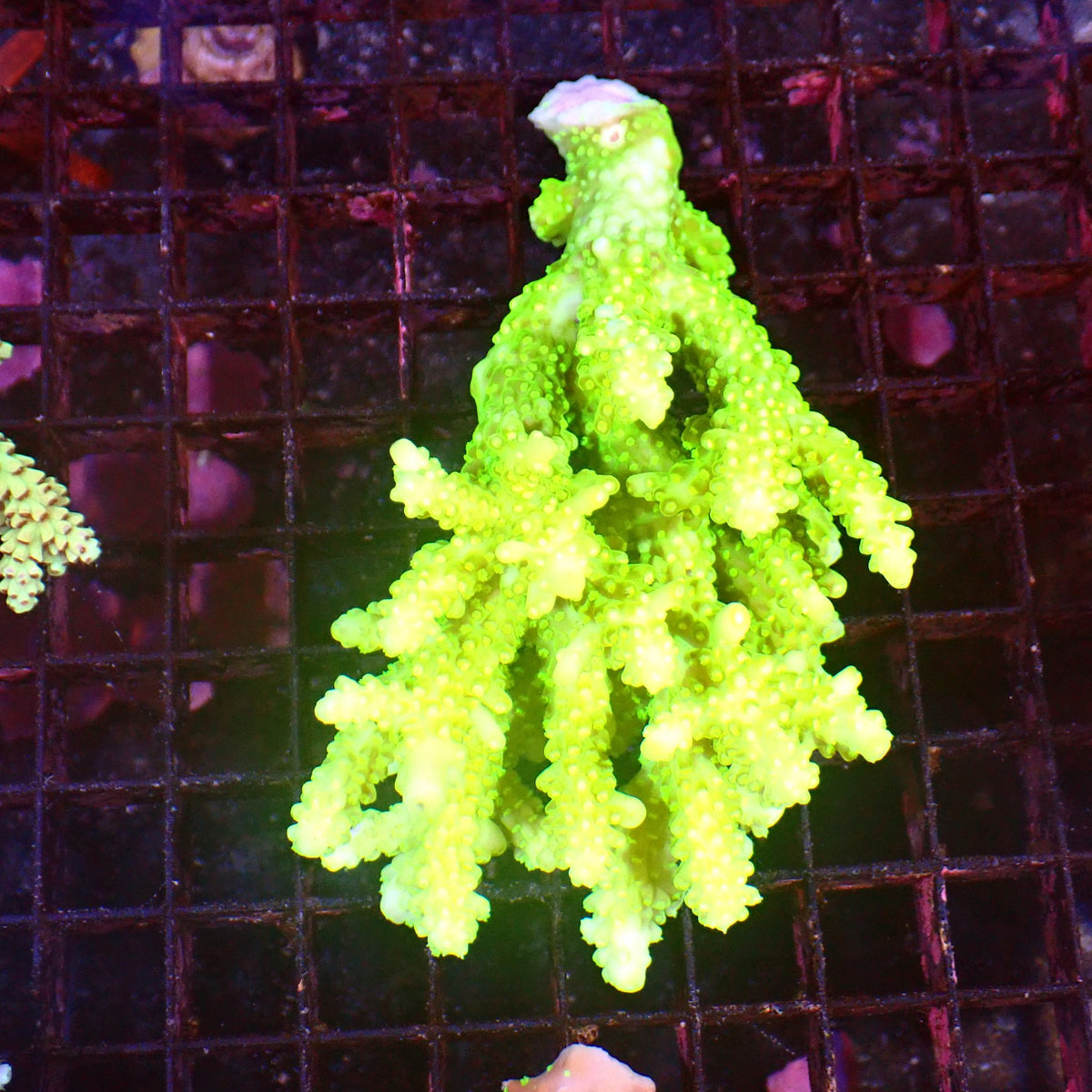 Acropora (SPS) AA049 | Acropora sp. at ← Red Sea 15k