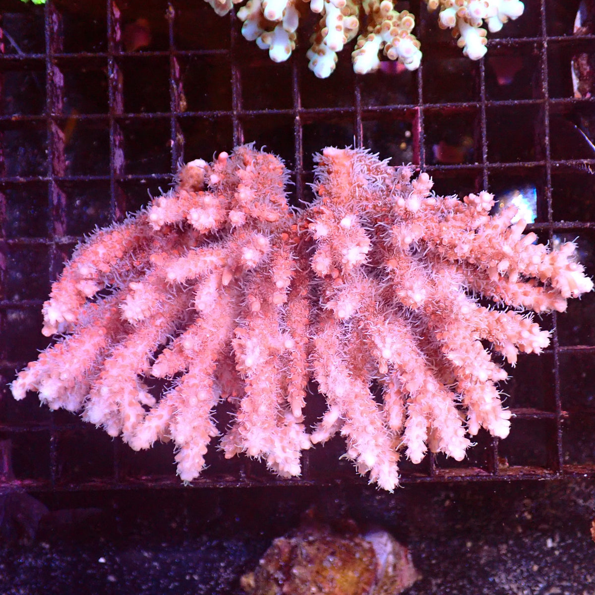 Acropora (SPS) AA050 | Acropora sp. - Red Sea 15K