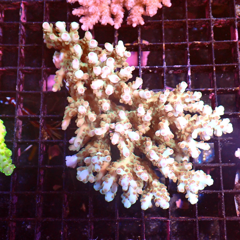 Acropora (SPS) AA051 | Acropora sp. - Red Sea 15K