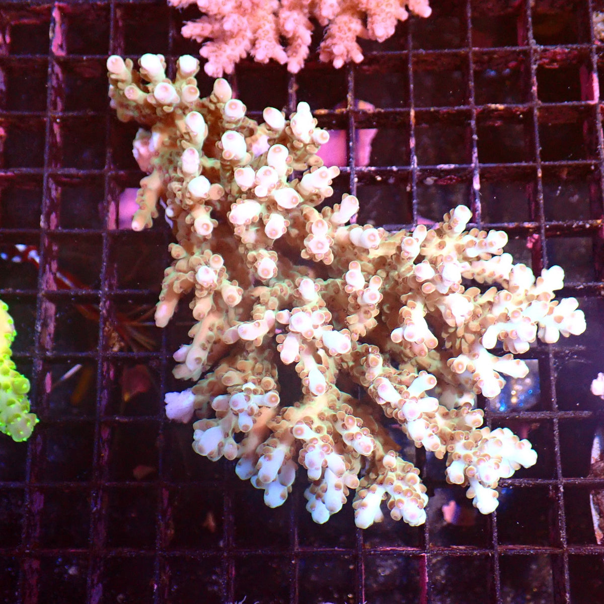 Acropora (SPS) AA051 | Acropora sp. at ← Red Sea 15k