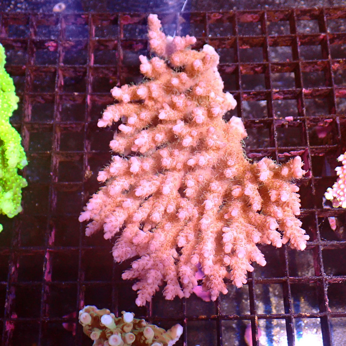 Acropora (SPS) AA052 | Acropora sp. at ← Red Sea 15k