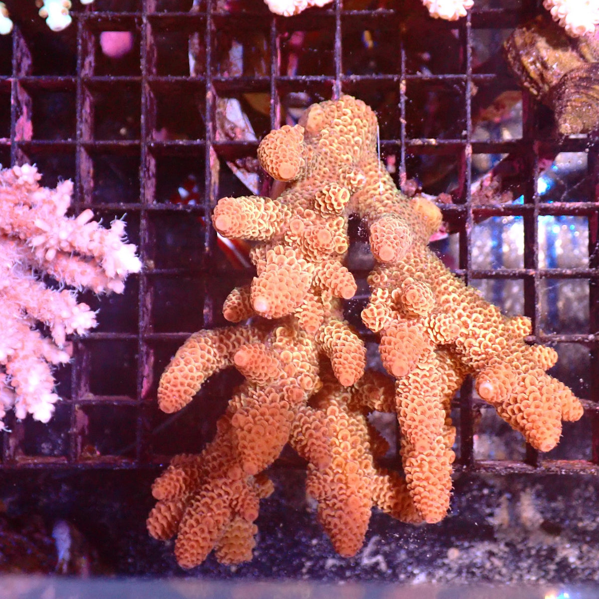 Acropora (SPS) AA053 | Acropora sp. at ← Red Sea 15k