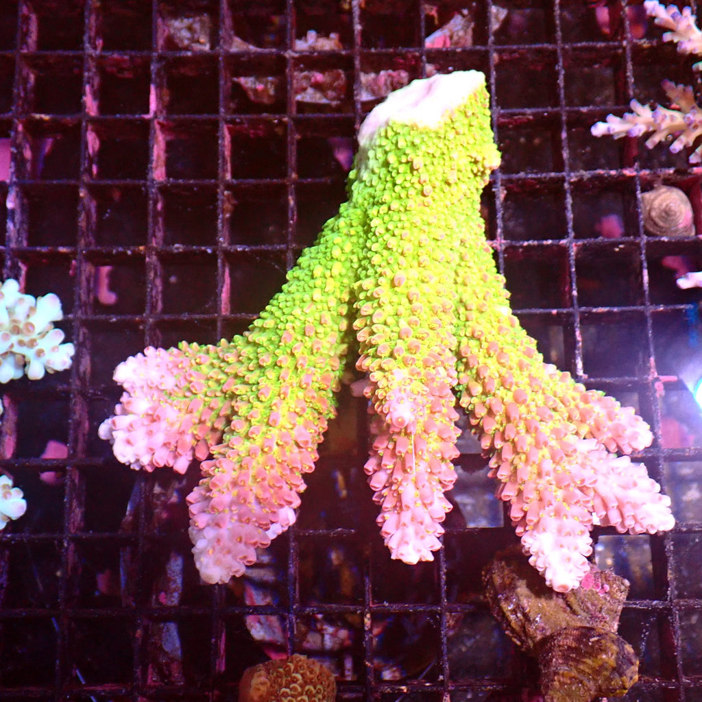 Acropora (SPS) AA054 | Acropora sp. - Red Sea 15K