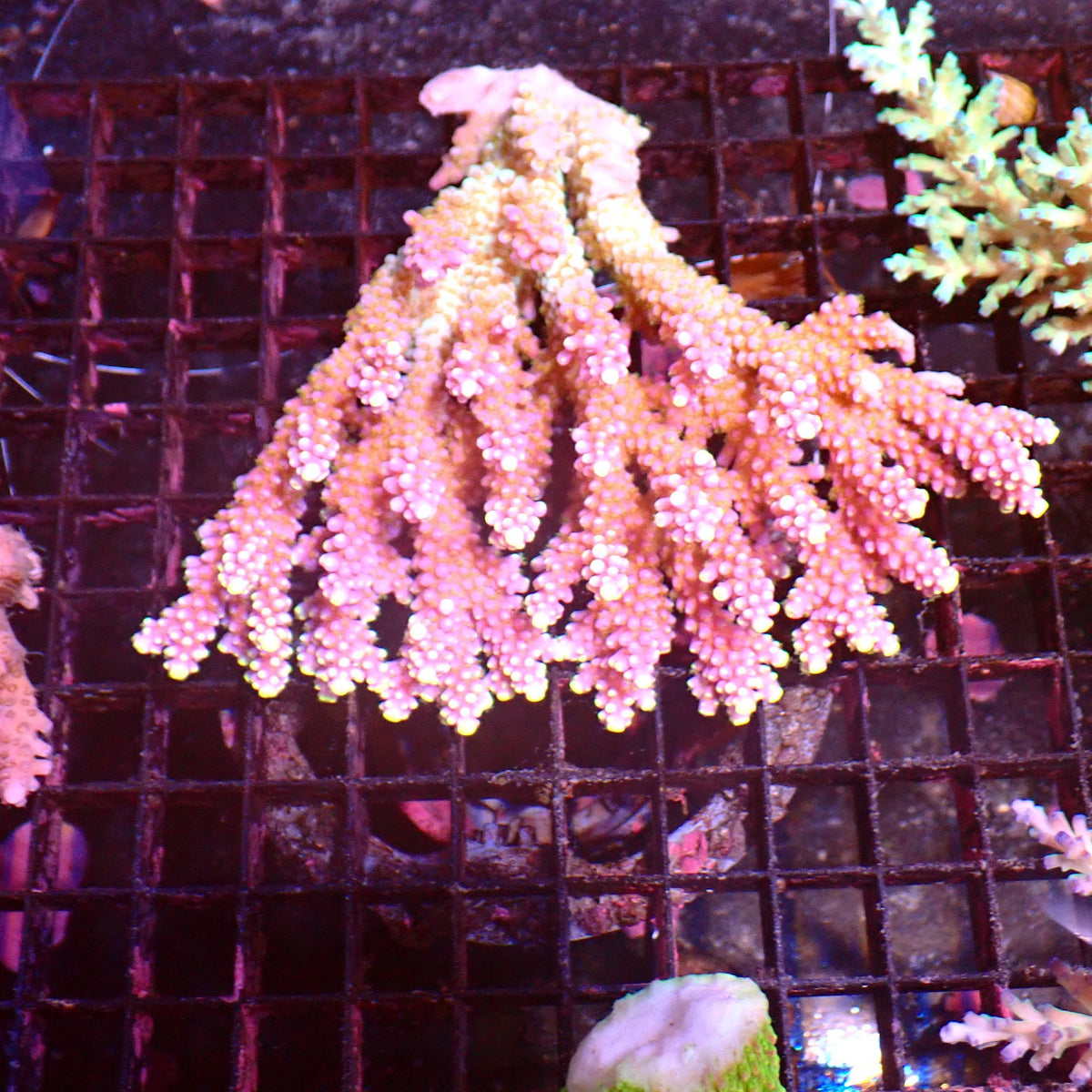 Acropora (SPS) AA055 | Acropora sp. at ← Red Sea 15k