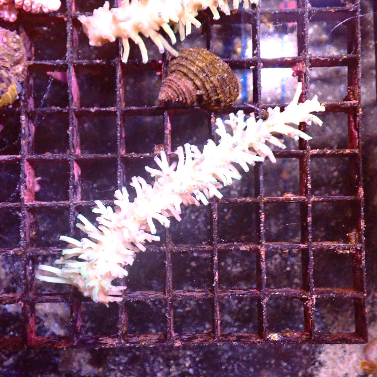 Acropora (SPS) AA056 | Acropora sp. at ← Red Sea 15k
