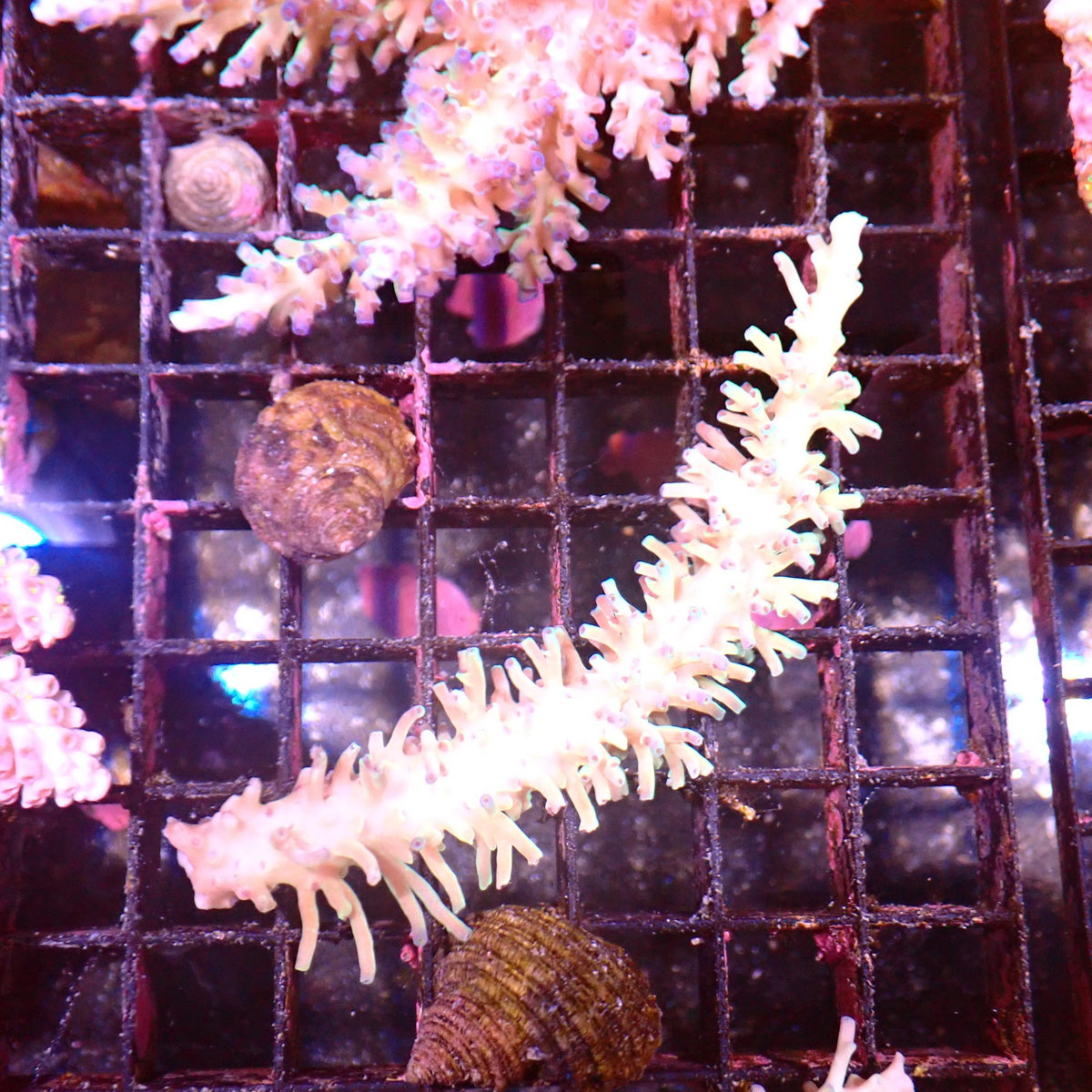 Acropora (SPS) AA057 | Acropora sp. - Red Sea 15K