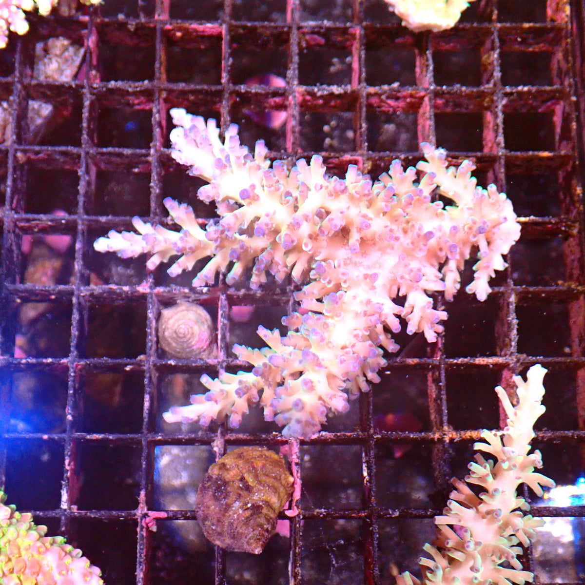 Acropora (SPS) AA058 | Acropora sp. - Red Sea 15K