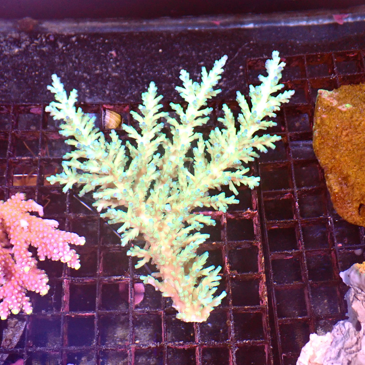 Acropora (SPS) AA059 | Acropora sp. at ← Red Sea 15k