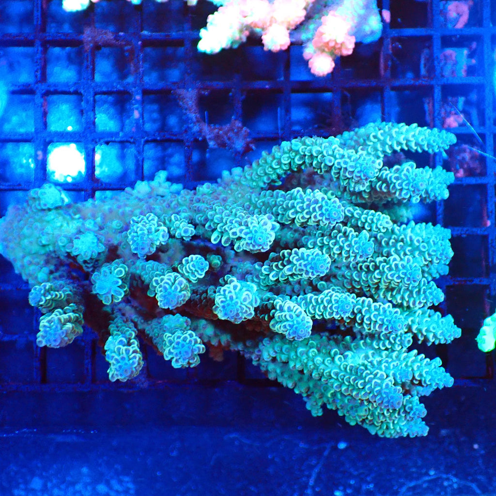 Acropora (SPS) AA001 | Acropora sp. - Red Sea 20K LED