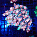 Acropora (SPS) AA002 | Acropora sp. - Red Sea 20K LED