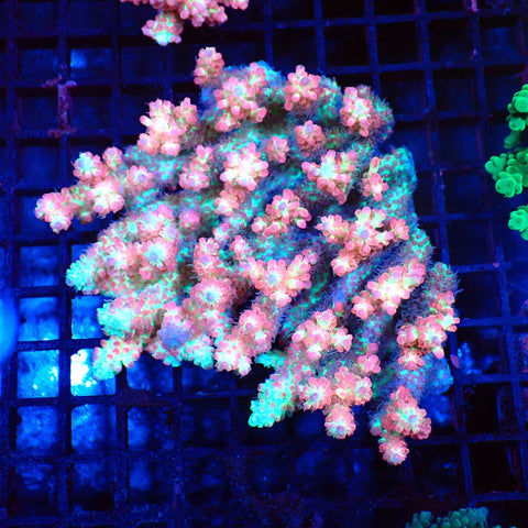 Acropora (SPS) AA002 | Acropora sp. - Red Sea 20K LED