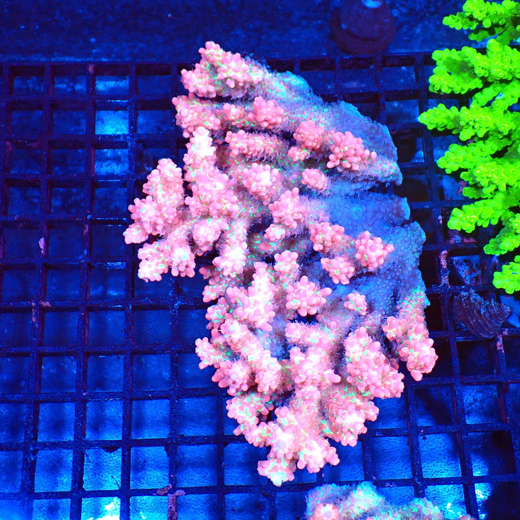 Acropora (SPS) AA003 | Acropora sp. - Red Sea 20K LED