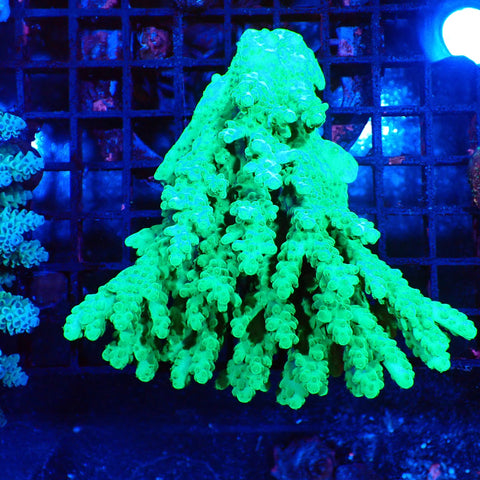 Acropora (SPS) AA004 | Acropora sp. - Red Sea 20K LED