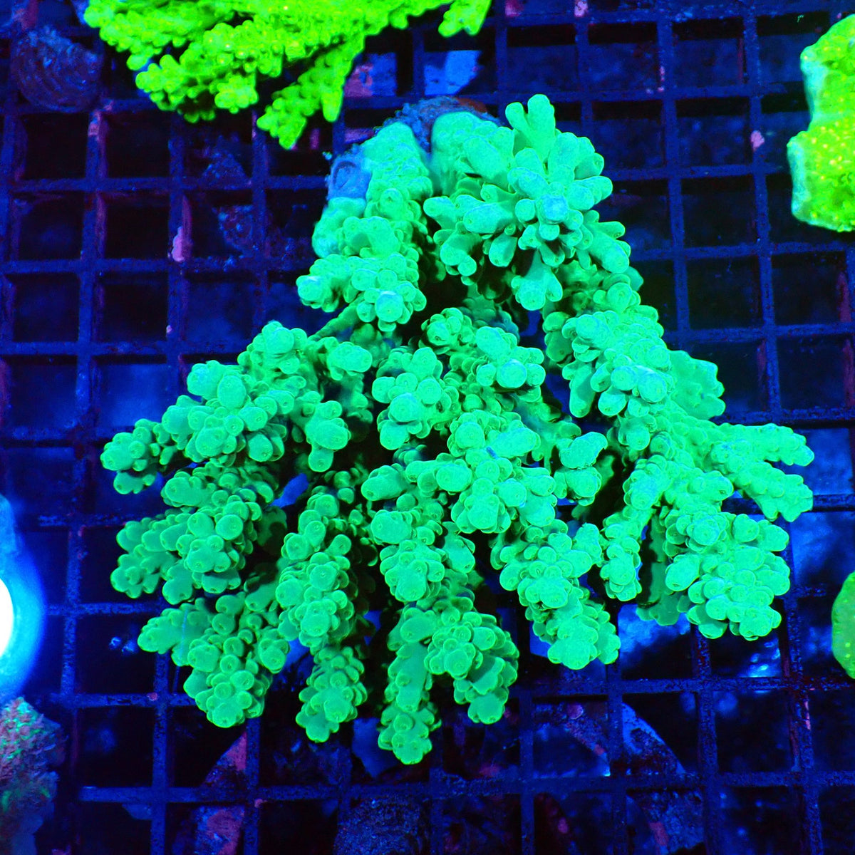 Acropora (SPS) AA005 | Acropora sp. at Red Sea 20k →