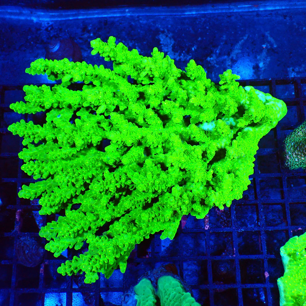 Acropora (SPS) AA006 | Acropora sp. - Red Sea 20K LED