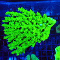 Acropora (SPS) AA006 | Acropora sp. - Red Sea 20K LED