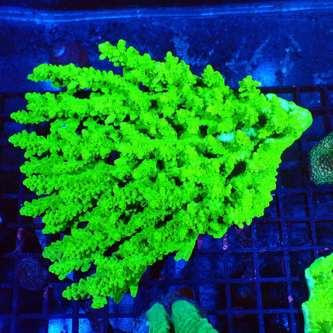 Acropora (SPS) AA006 | Acropora sp. - Red Sea 20K LED