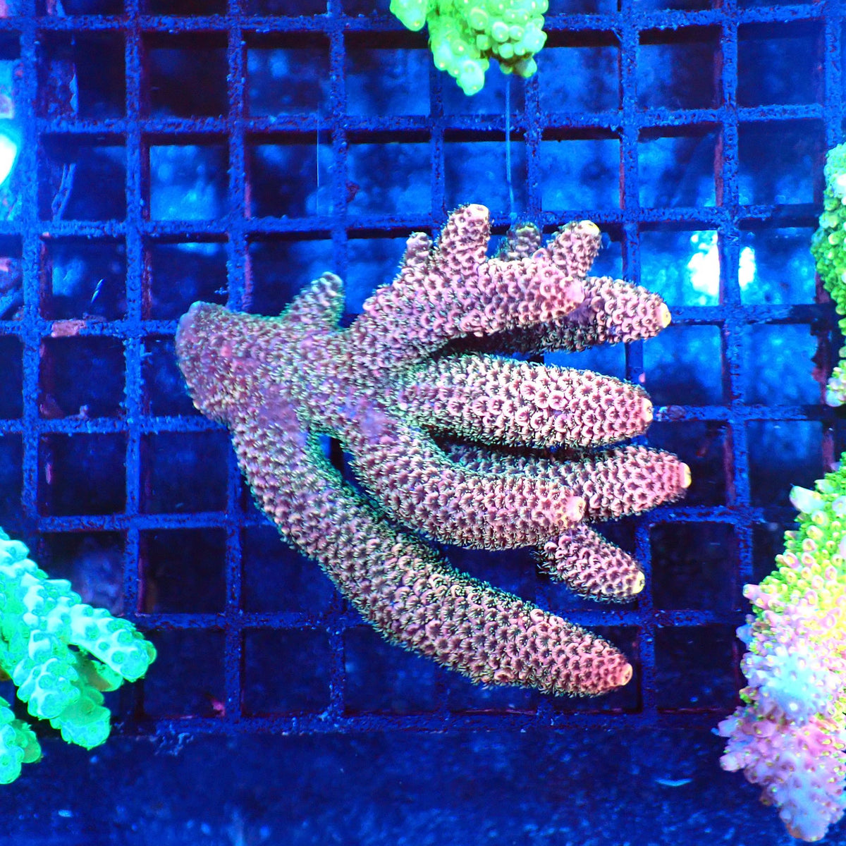 Acropora (SPS) AA007 | Acropora sp. at Red Sea 20k →