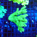 Acropora (SPS) AA008 | Acropora sp. - Red Sea 20K LED