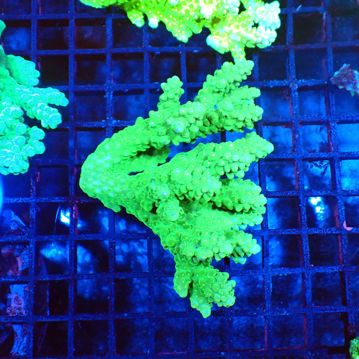 Acropora (SPS) AA008 | Acropora sp. at Red Sea 20k →