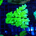 Acropora (SPS) AA009 | Acropora sp. - Red Sea 20K LED