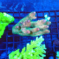 Acropora (SPS) AA010 | Acropora sp. - Red Sea 20K LED