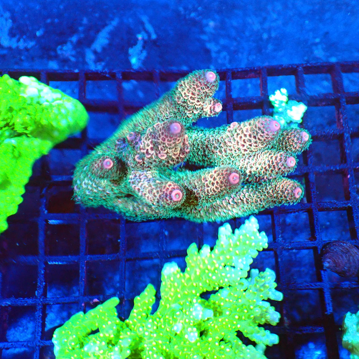 Acropora (SPS) AA010 | Acropora sp. - Red Sea 20K LED