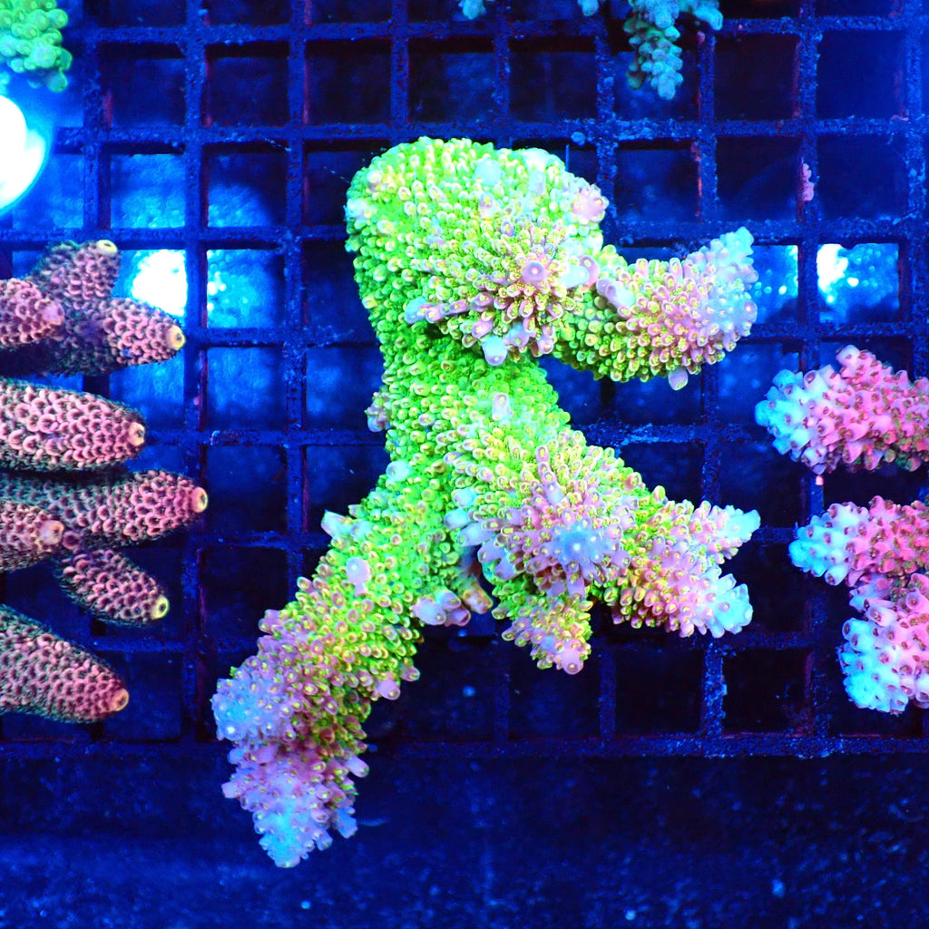 Acropora (SPS) AA011 | Acropora sp. - Red Sea 20K LED