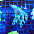 Acropora (SPS) AA012 | Acropora sp. - Red Sea 20K LED