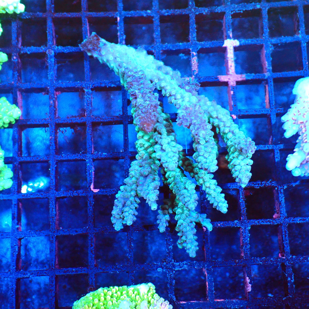 Acropora (SPS) AA012 | Acropora sp. - Red Sea 20K LED