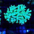Acropora (SPS) AA013 | Acropora sp. - Red Sea 20K LED