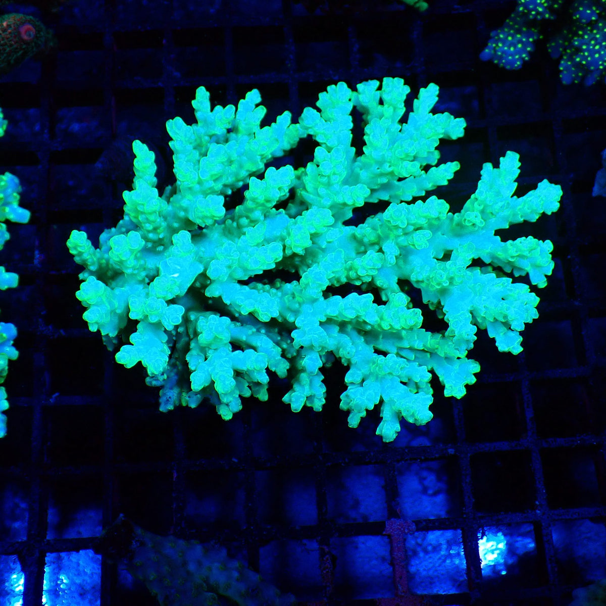 Acropora (SPS) AA013 | Acropora sp. at Red Sea 20k →